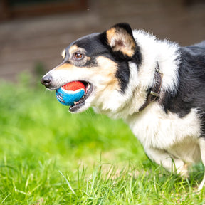 Dogs - High Bounce Interactive Toys