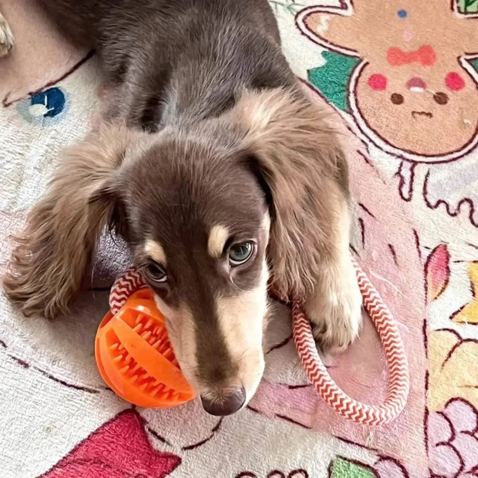 Interactive Dog Treat Rope Balls